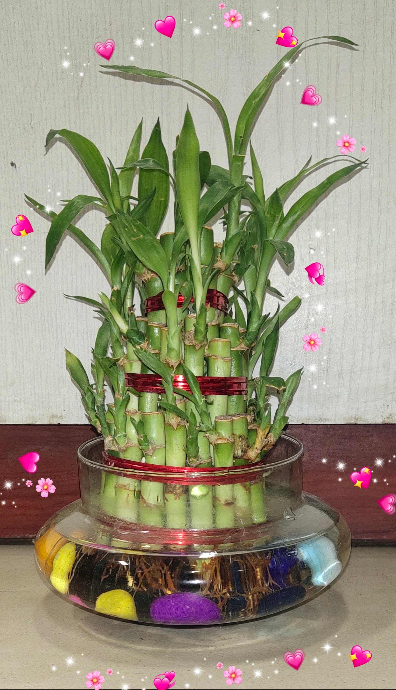 THREE LAYER BAMBOO PLANT