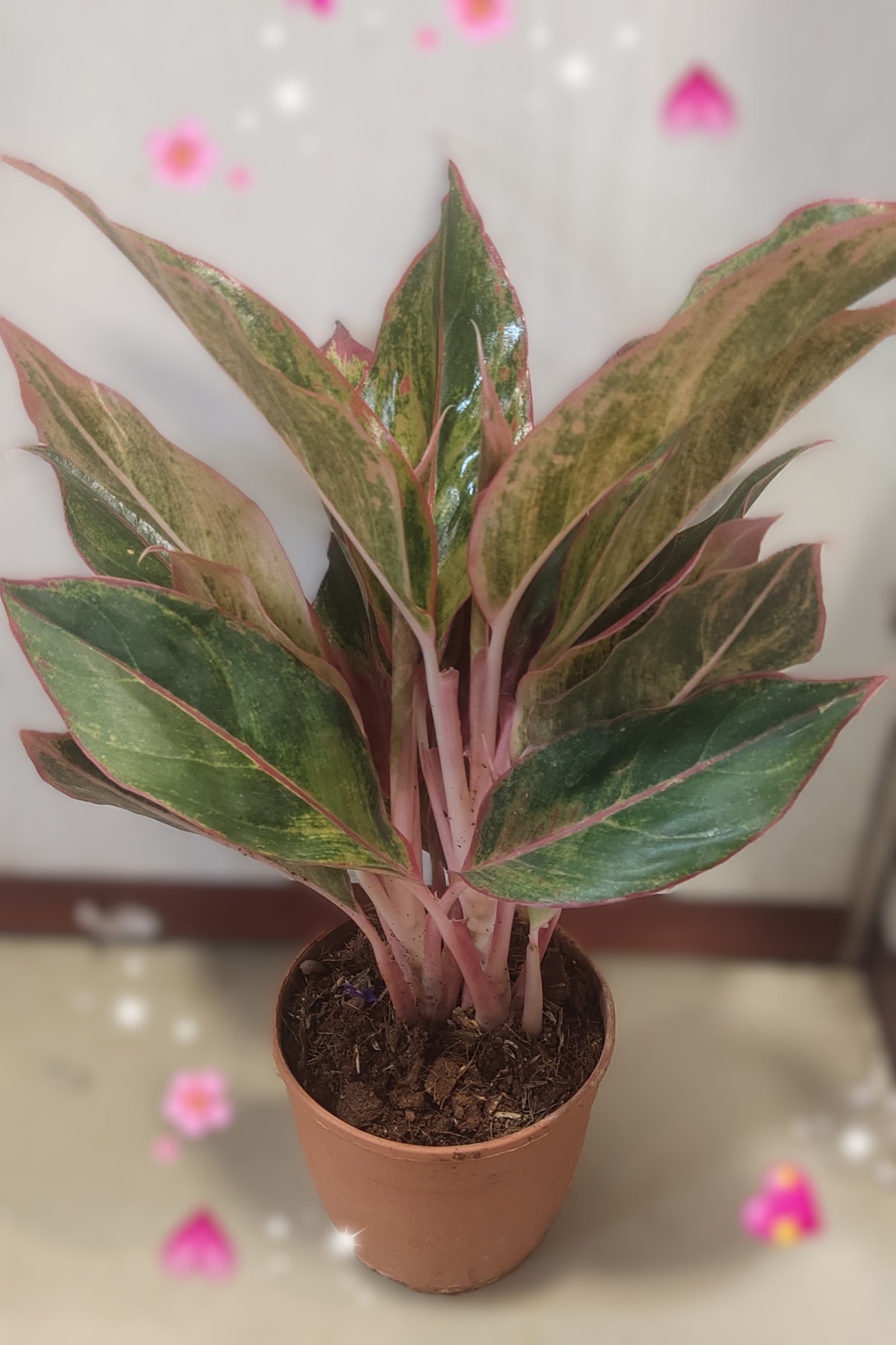 Fresh Aglaonema Plant