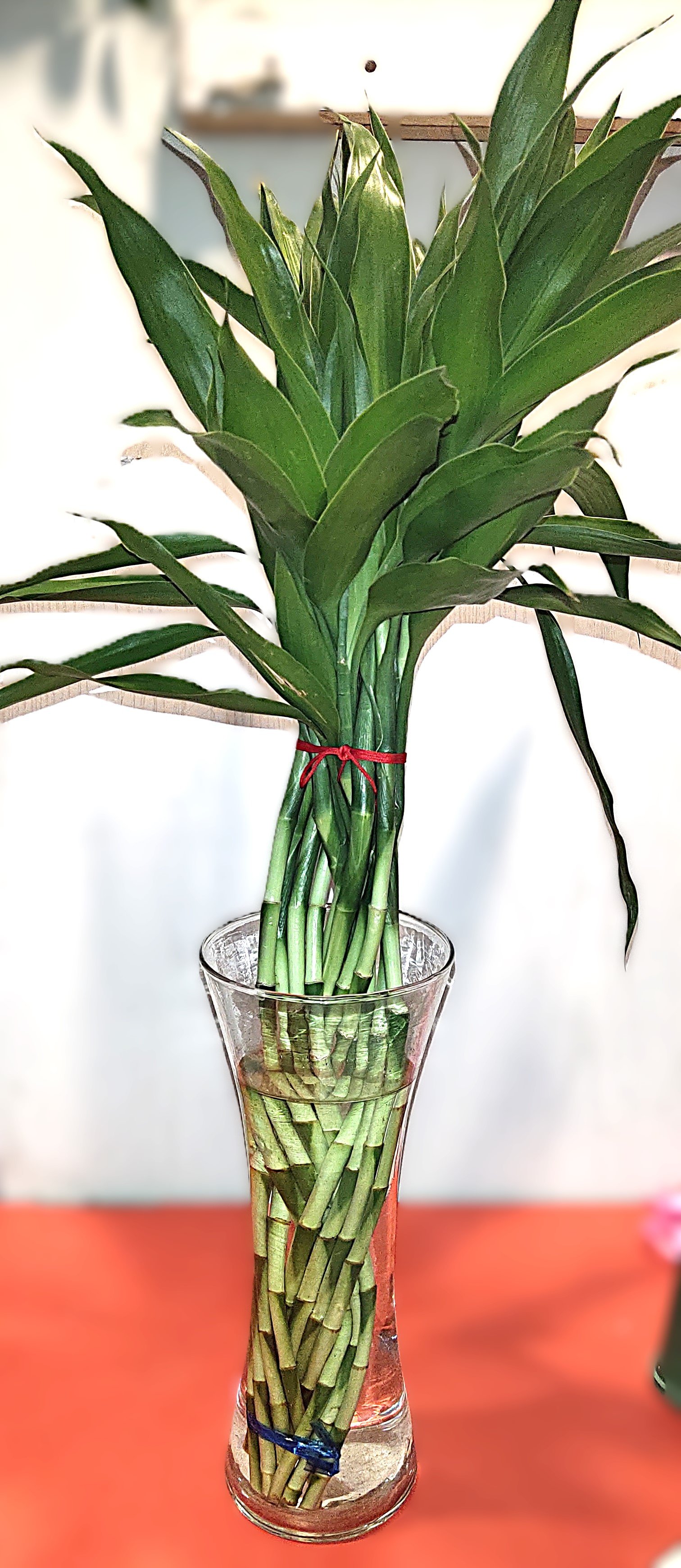 Symbolism Bamboo Plant